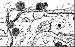 European Surface